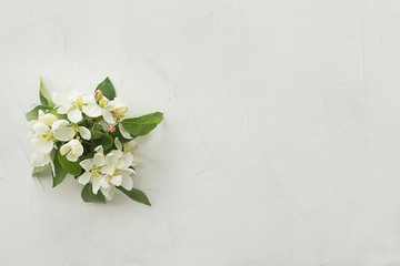apple flowers on light textural background