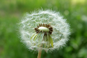 beautiful flower called dandelion on a magical summer day