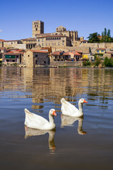 El río Duero y catedral de Zamora con cisnes