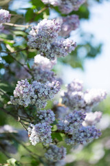 Spring branch of blossoming lilac. 