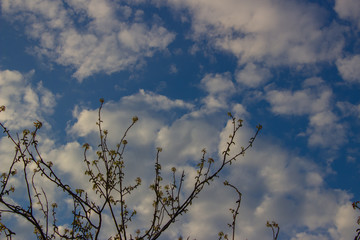 A flock of little clouds, Beautiful photo of clouds in the blue sky