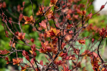 beautiful young orange leaves
