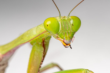 Close face portrait of the Giant rainforest mantis (Hierodula majuscula), a large green preying mantis from tropical Australia