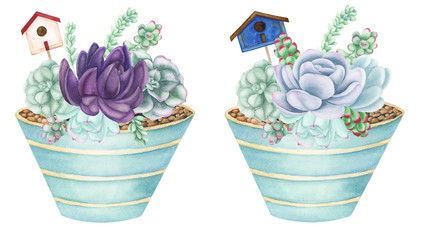 Compositions with Succulents and air-plants in floral pots, watercolor painting. Echeveria watercolor illustration, botanical painting. For design cards and textile.