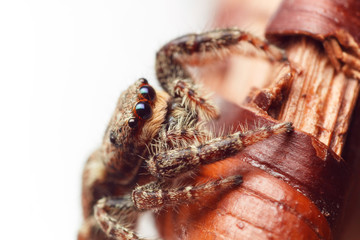 Jumping Spider (Marpissa Muscosa)