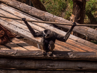 Monkey in park at Tenerife Canary