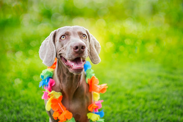 Portrait of a weimaraner breed dog, with Hawaiian collar on his neck. Isolated on green bokeh. Braco de weimar. 