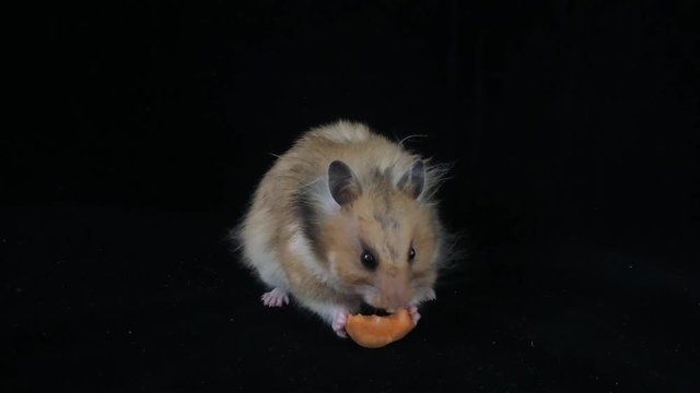 Hamster eat carrots. On a black background. - image