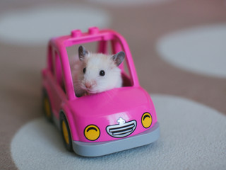 cute hamster riding in a pink car, favorite  pet