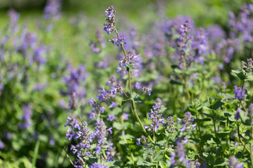 Lavender flowers blooming. Purple field flowers background. Tender lavender flowers.