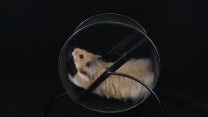Hamster in a wheel. On a black background. - image