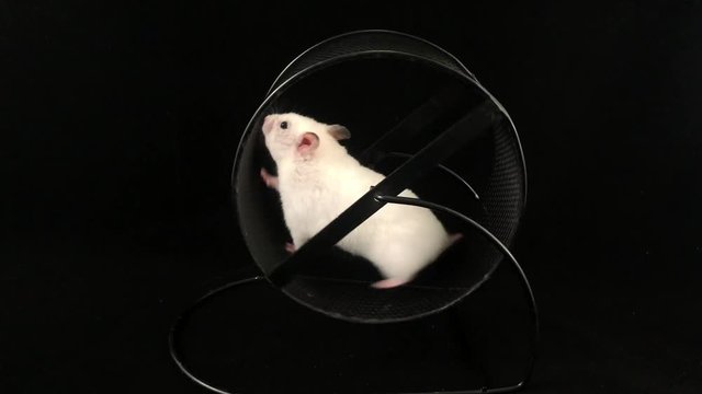 Hamster in a wheel. On a black background. - image