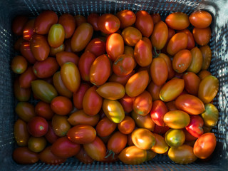 Box of fresh tomatoes