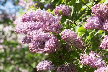 Obraz premium Spring branch of blossoming lilac