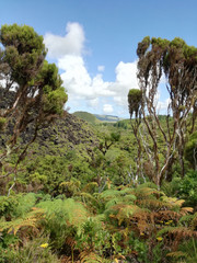 Fototapeta na wymiar Beautiful landscape with tree tops of mixed forest under the cloudy, blue sky. Terceira island, Azores islands, Portugal
