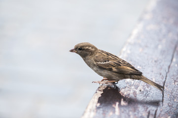 wróbel
