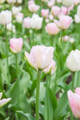 Tulips. Beautiful flowers. Tulip Festival in St. Petersburg, Russia