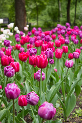 Obraz premium Tulips. Beautiful flowers. Tulip Festival in St. Petersburg, Russia