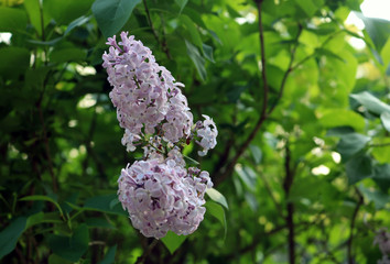 Purple lilac bush in full bloom in spring time