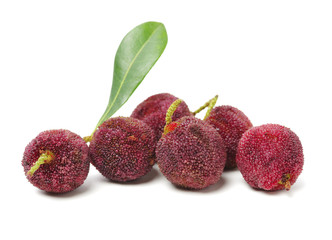 arbutus on a white background