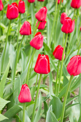 Tulips. Beautiful flowers. Tulip Festival in St. Petersburg, Russia