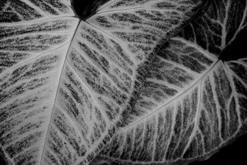 Black and white leaf nature on greenery background