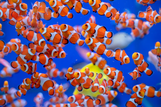 Schooling of Captive bred Ocellaris Clownfish (Amphiprion ocellaris)