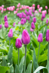 Tulips. Beautiful flowers. Tulip Festival in St. Petersburg, Russia