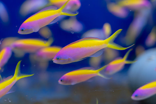 Schooling of Carberryi Anthias (Nemanthias carberryi)