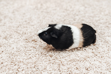 Guinea pig sitting on the background of a woolen carpet. Beautiful and beloved pet. Copy space, poster, advertisement. Thick and funny pig with a big mustache. Beautiful picture.