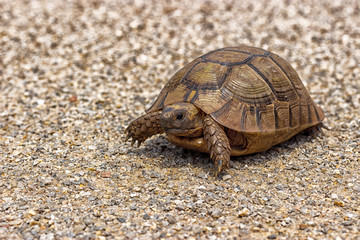 A Greek tortoise, also known commonly as the spur-thighed tortoise, is a species of tortoise in the family Testudinidae. Here seen crawling across a sandy path with detailed pattern on shell