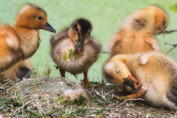 Group of baby ducklings on the shore of a lake in the forest	 cleaning themselves