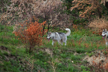 Siberian Husky run in grass field. Dog playing in the park.