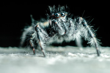 Jumping Spider