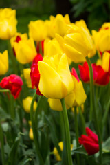 Obraz premium Tulips. Beautiful flowers. Tulip Festival in St. Petersburg, Russia