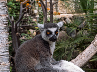 Obraz premium Ring-tailed lemur on the tree at Monkey park, Tenerife, Canary island
