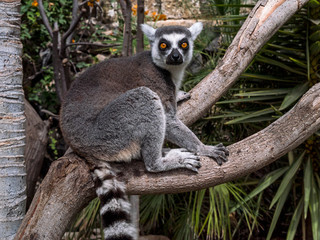 Ring-tailed lemur on the tree at Monkey park, Tenerife, Canary island