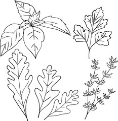 Vector contour illustration with basil, parsley, arugula and thyme on white background.  Good for printing. Postcard and logo ideas. 