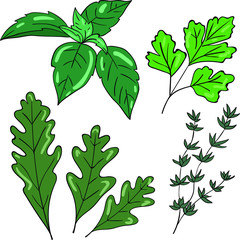 Vector color illustration with basil, parsley, arugula and thyme on white background.  Good for printing. Postcard and logo ideas. 