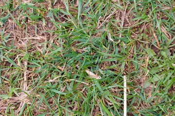 A close view of the brown and green grass surface.