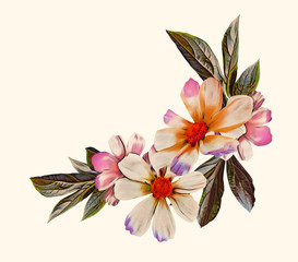 Cosmos flowers bouquet