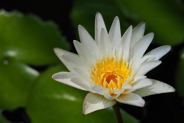 White water lily bloom in the pond