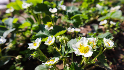 Blooming strawberry on an organic farm. Gardening concept