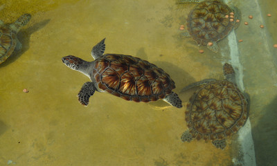 Swimming baby sea turtles