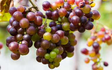 A bunch of red grapes that are ripe on the trees in the countryside