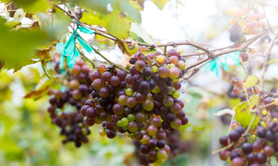 A bunch of red grapes that are ripe on the trees in the countryside