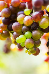 A bunch of red grapes that are ripe on the trees in the countryside