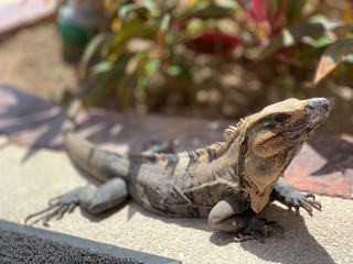 Iguana