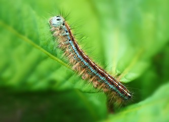 Butterfly Caterpillar (Malacosoma neustria)
