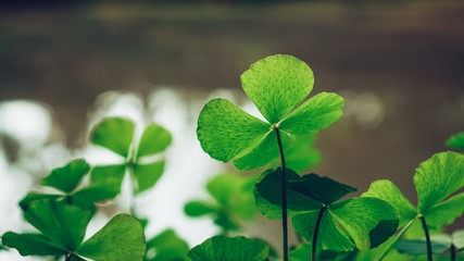 clover leaves on green background